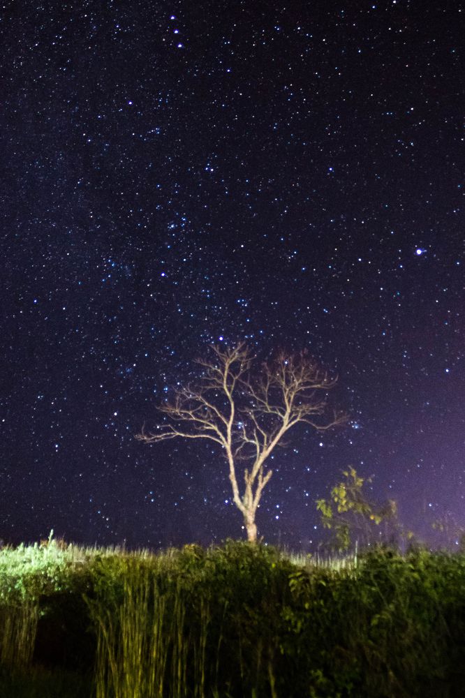 Arbol de Pensamientos