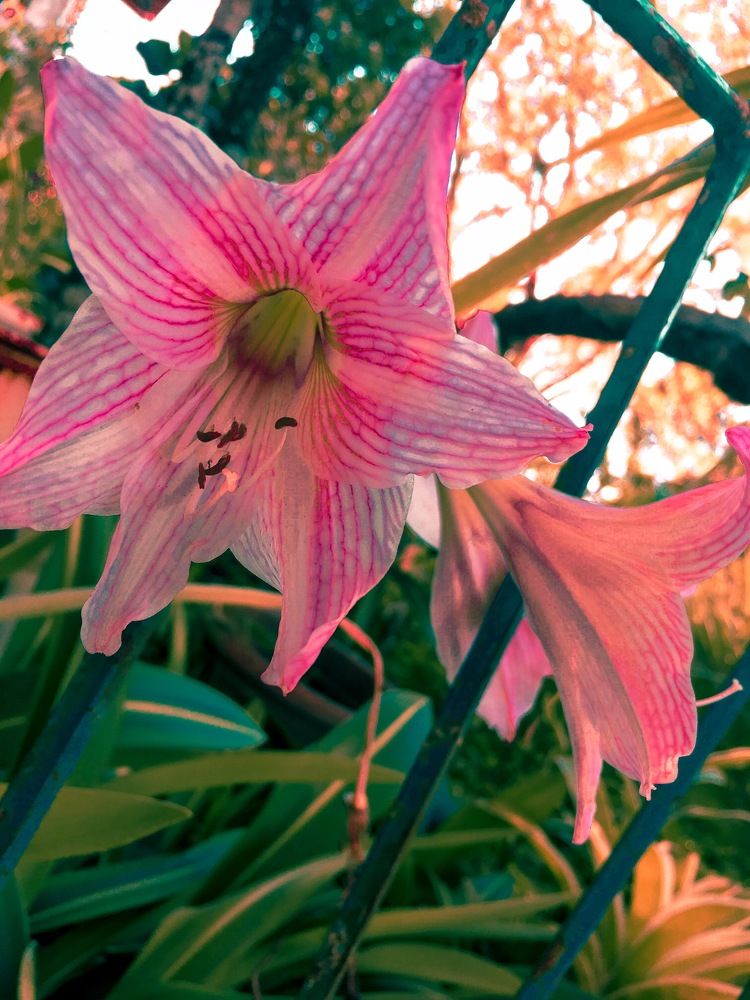 The Hidden Beauty of Flower