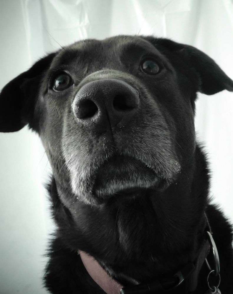 Good Boy
