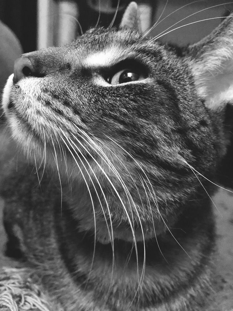 Beau