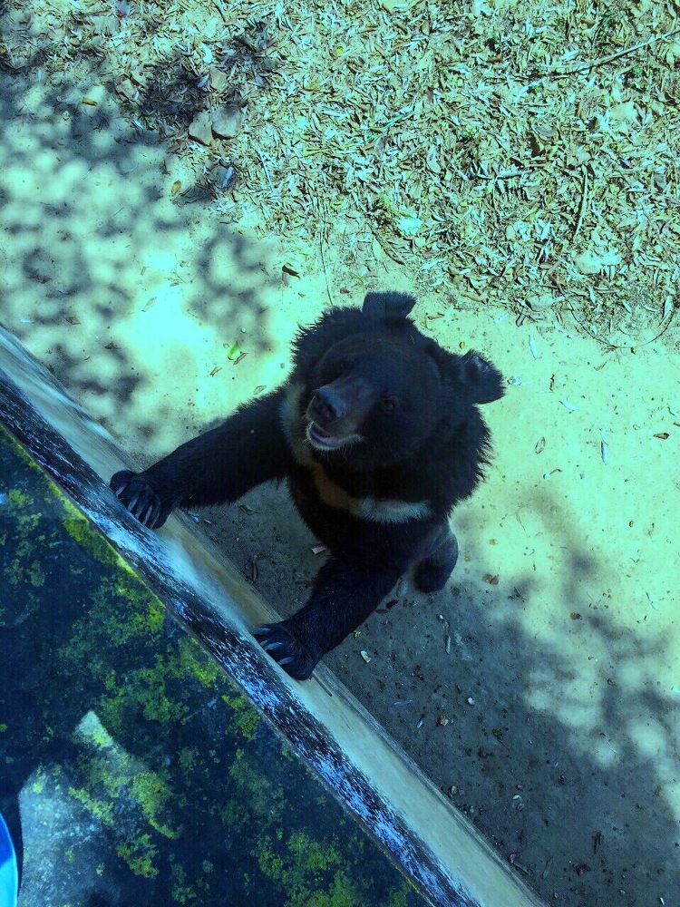 Black Bear