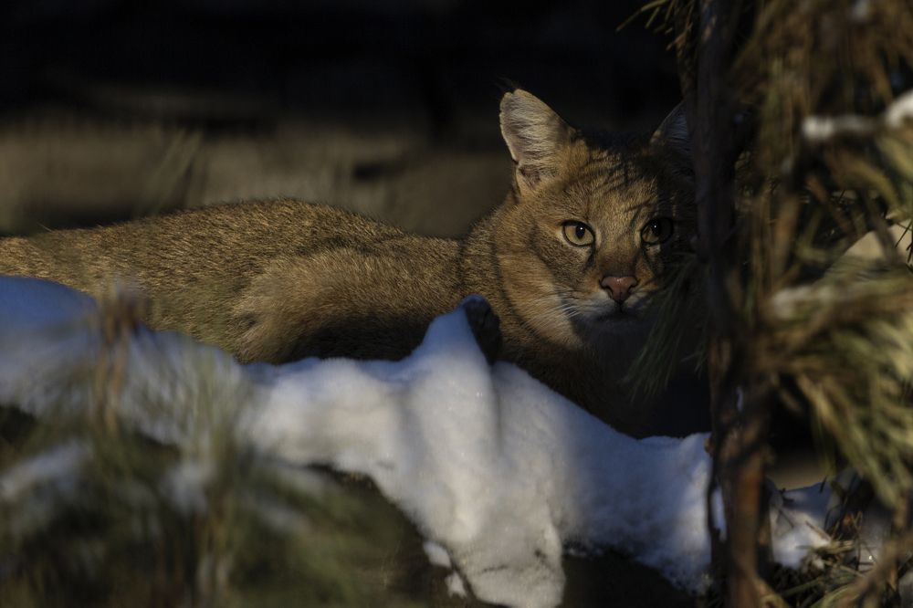 Камышовый кот