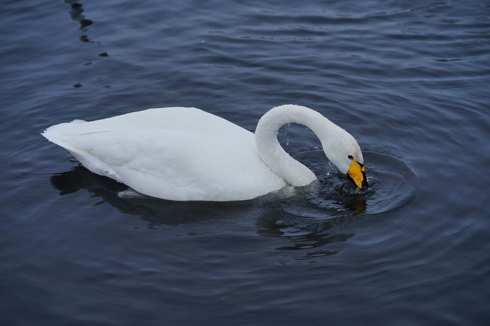 Фотография автора Алла Никитина