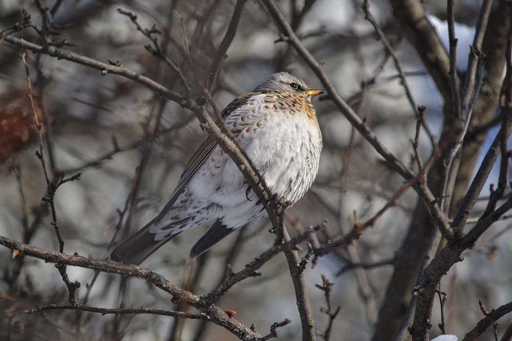 Дрозд-рябинник