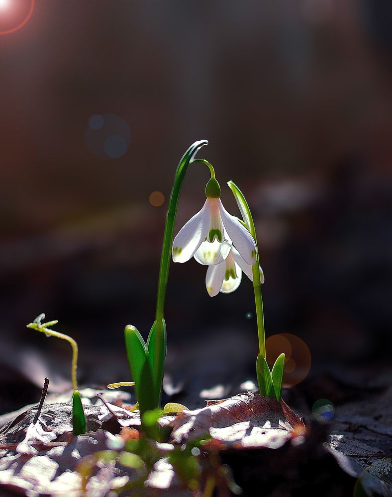 Предвестники весны