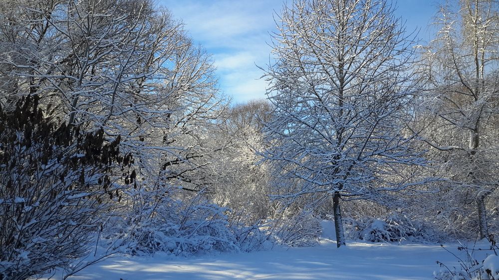 Зимний день