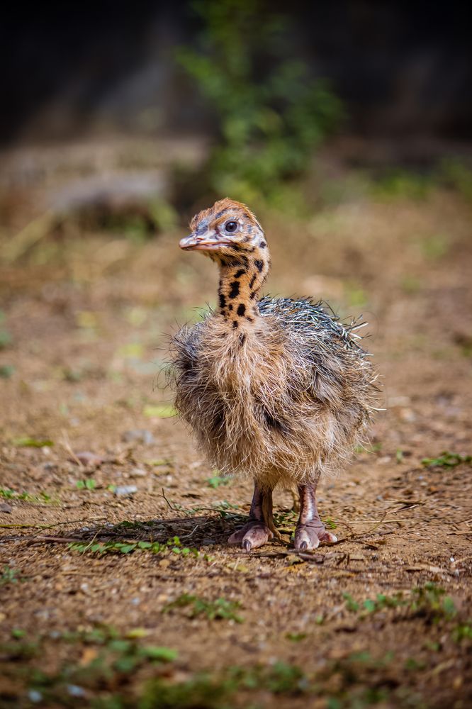 Baby Ostrich