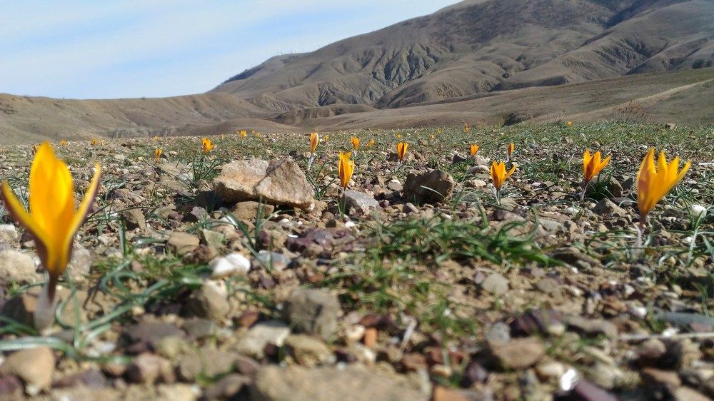 Февральские крокусы