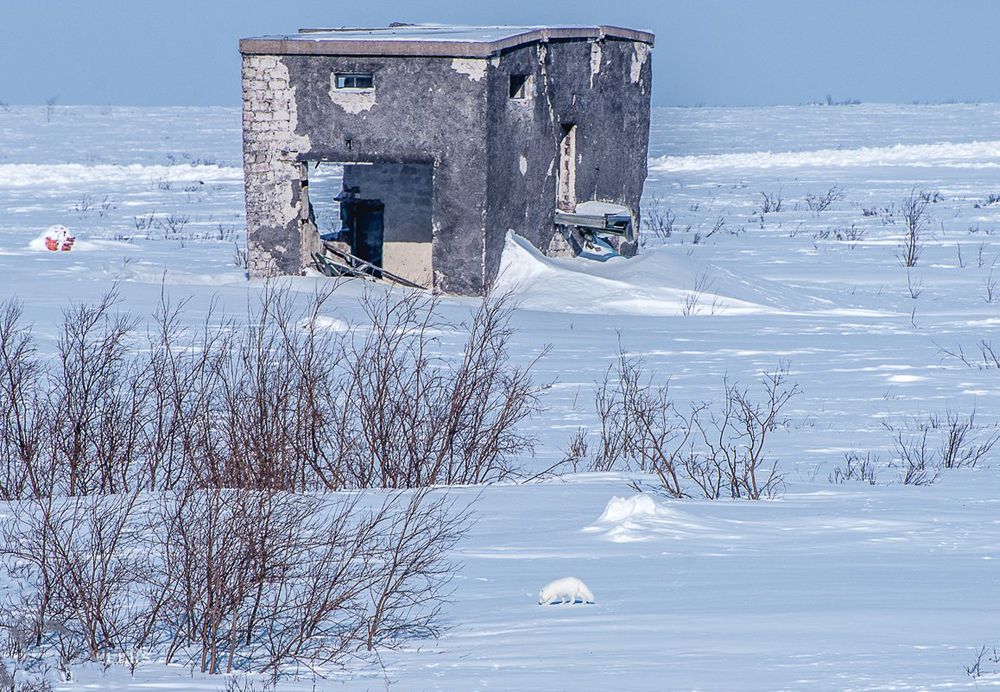 Песец в поисках