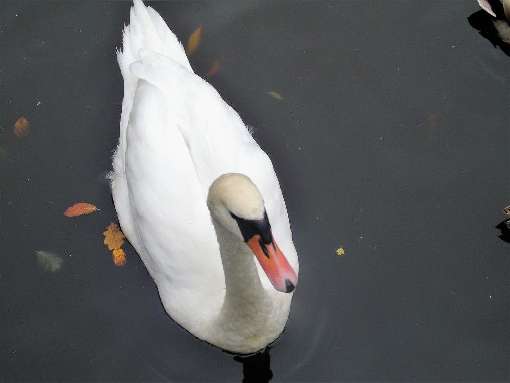 В преддерии холодов