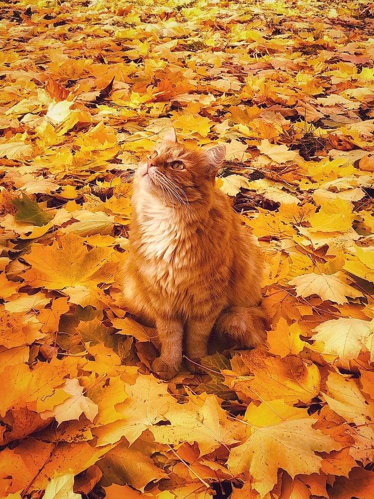 Осенний кот