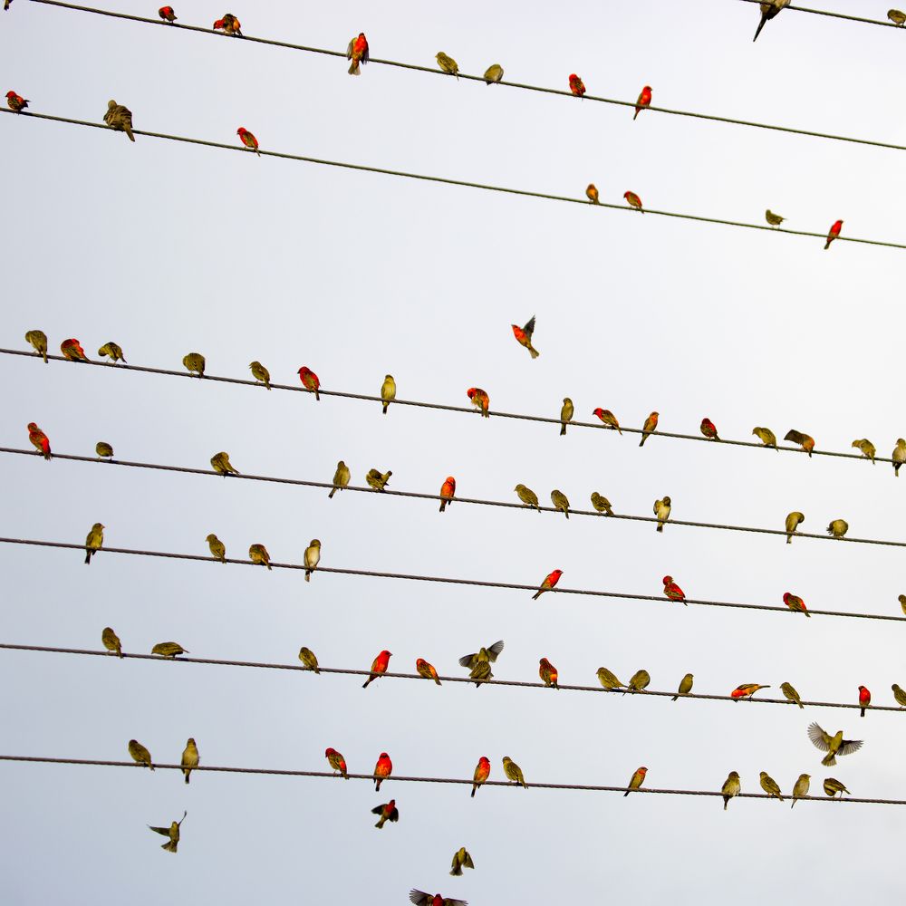 Птичья симфония