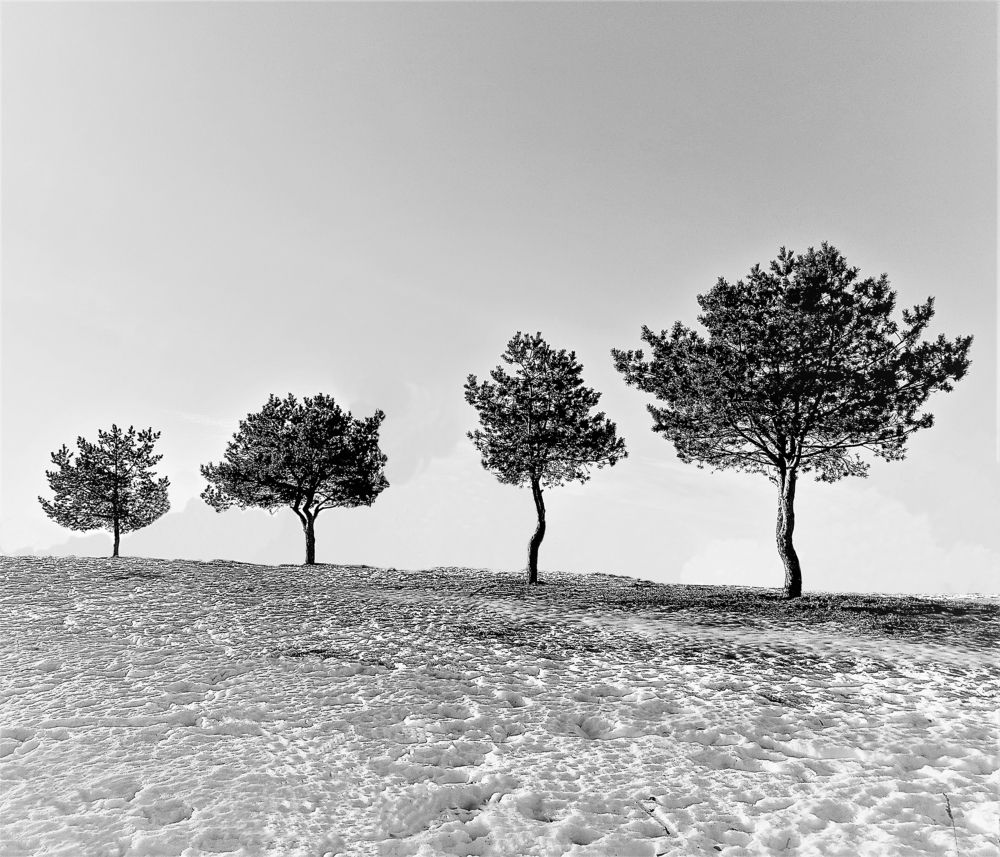 Photograph by Владимир Шнип