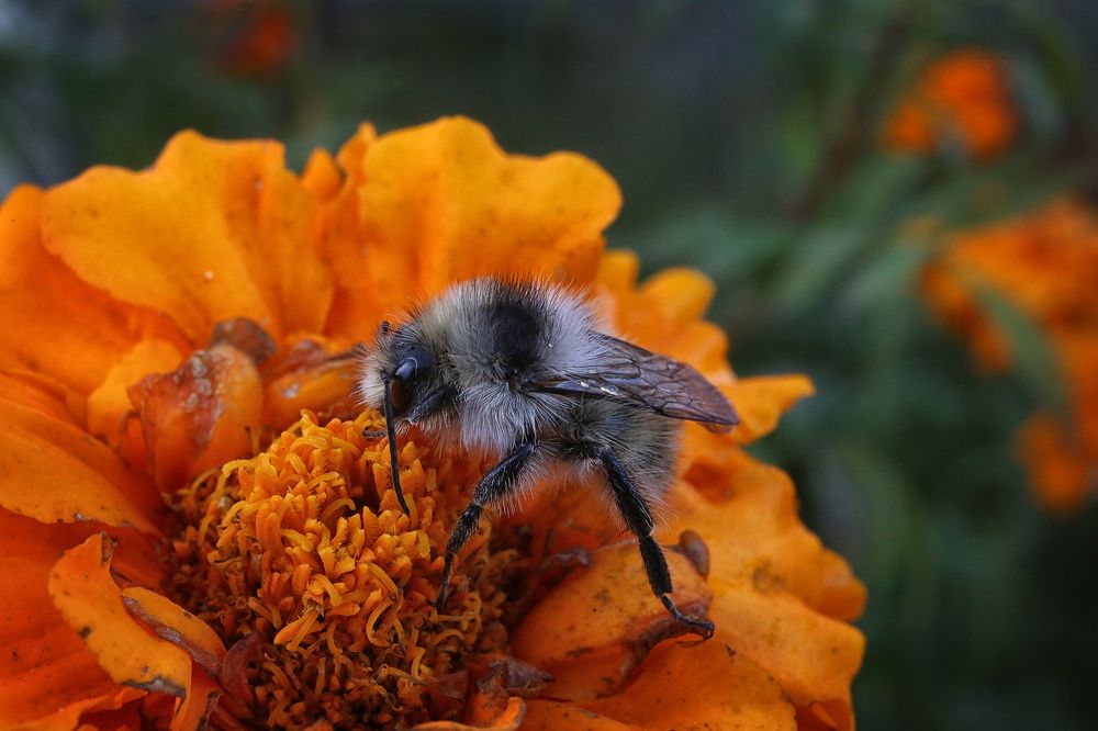 трудится....