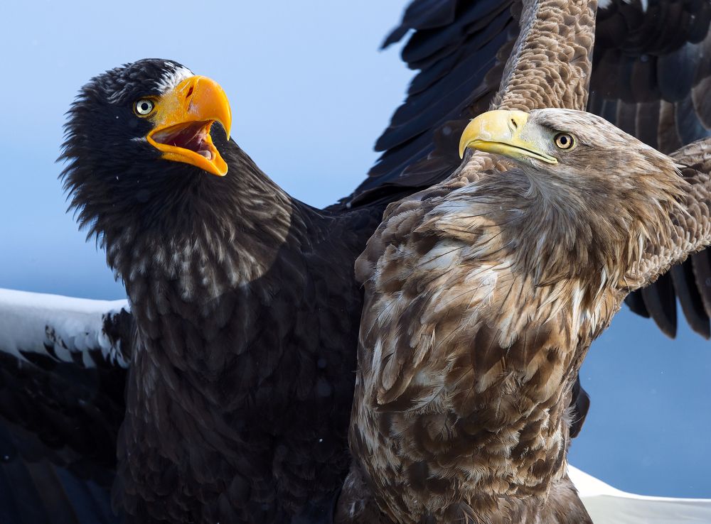 Белоплечий  против белохвостого.
