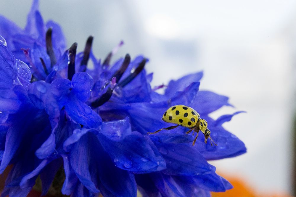 на васильке ей и место..