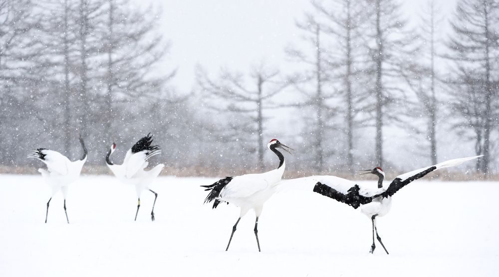 Ритуальные танцы японских журавлей.