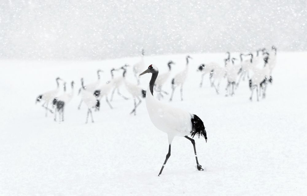Японские журавли