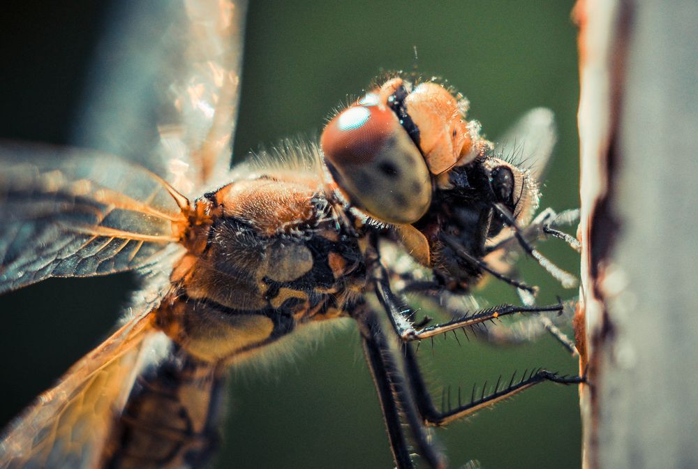 Photograph by Олеся zme