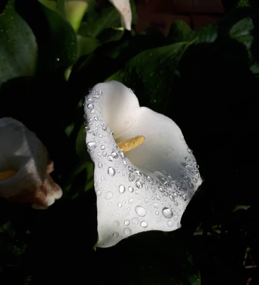 raindrops