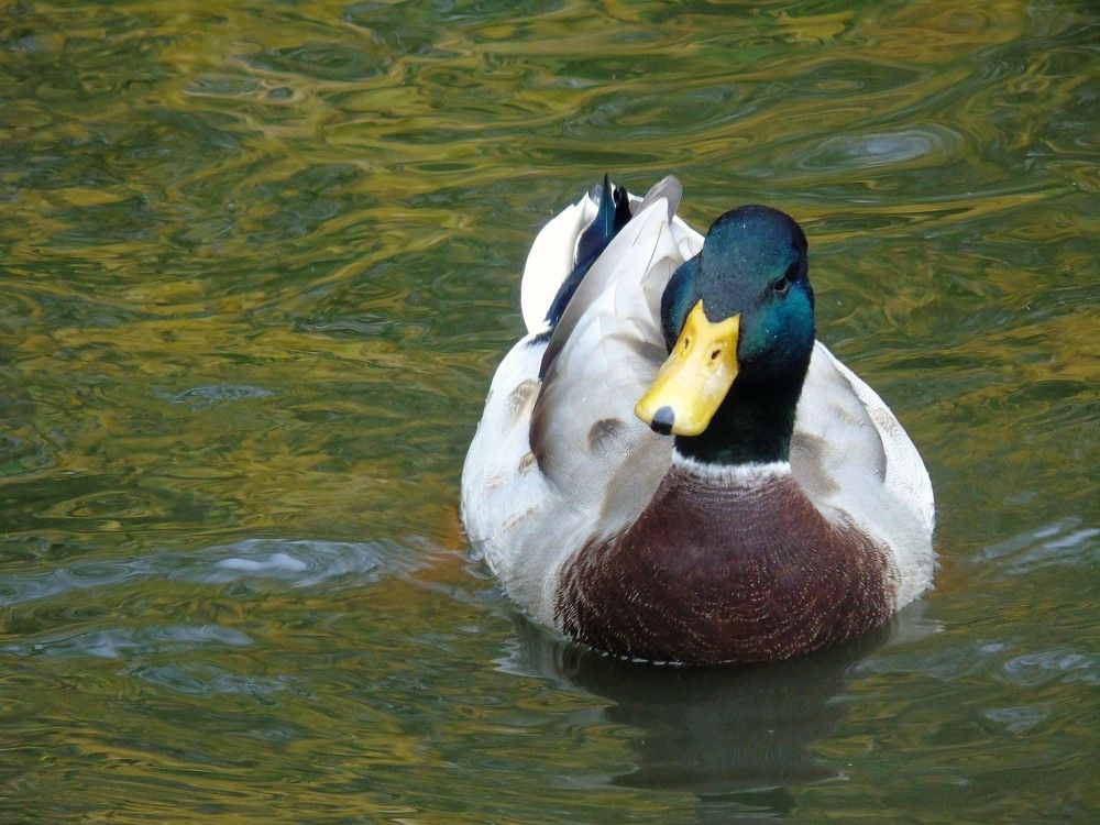 Photograph by SVITLANA