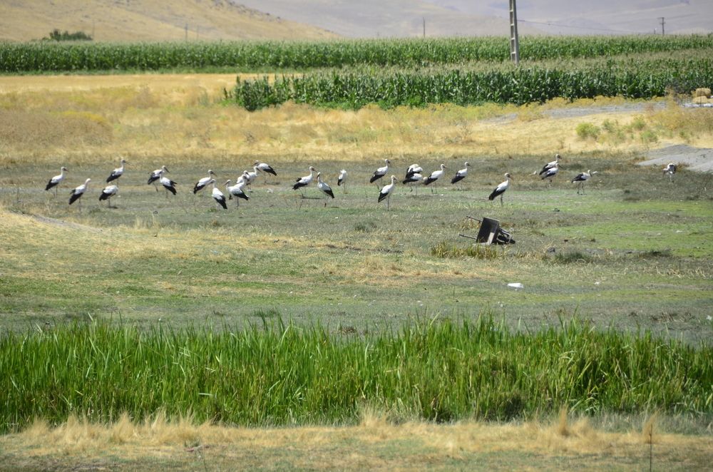 Photograph by Adl Abdolahi