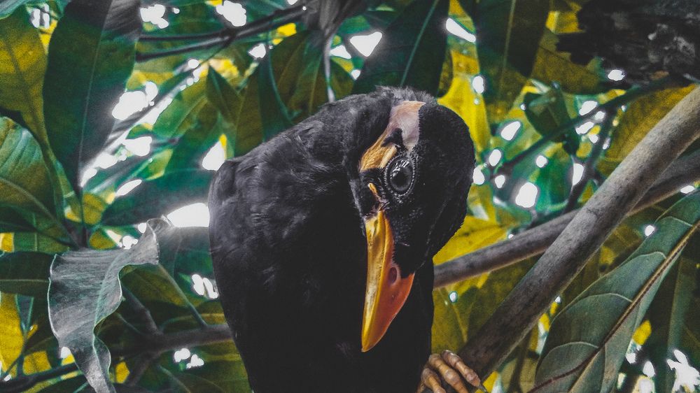 Bird