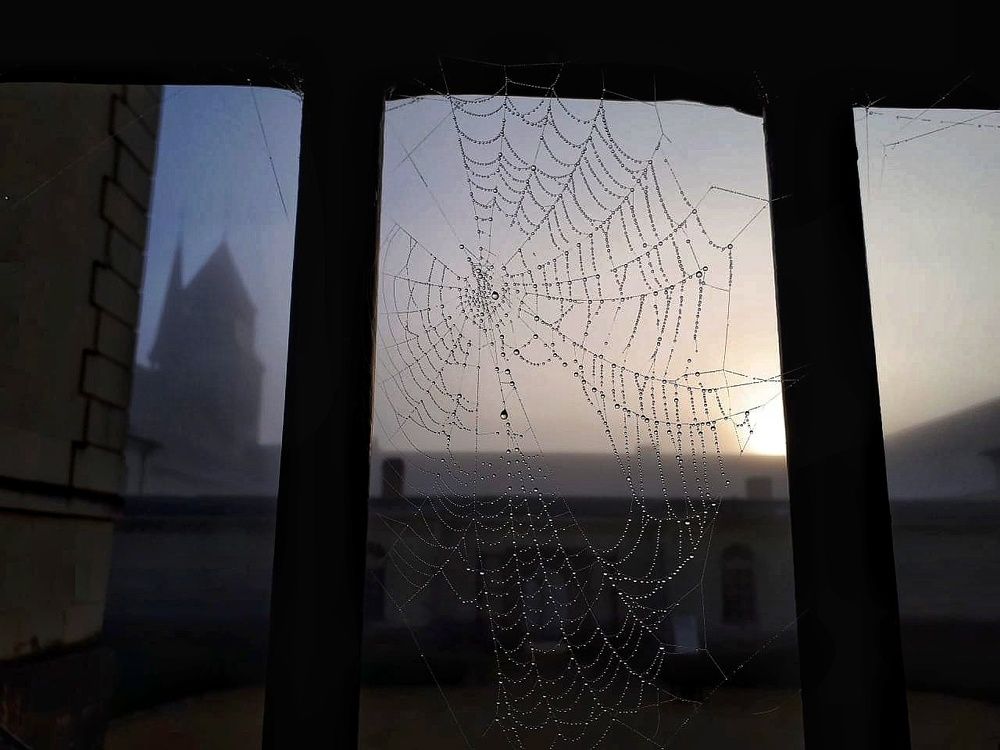 Бриллианты для паука