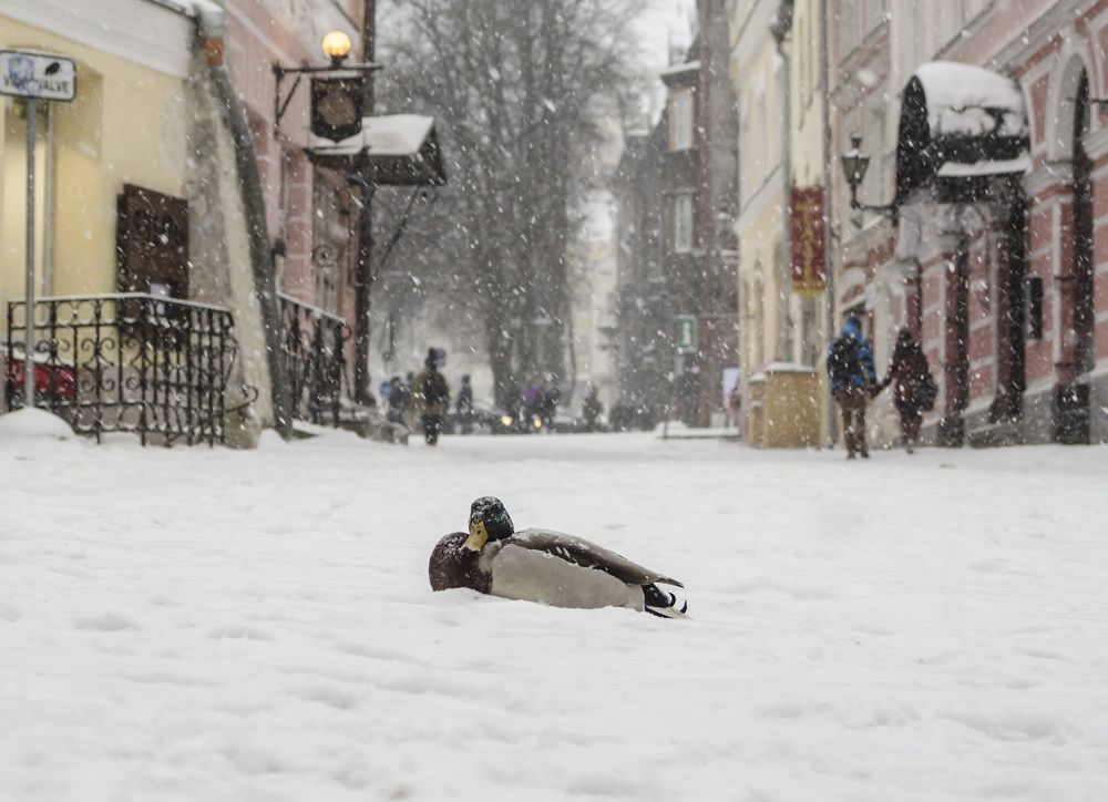 Фотография автора Юрий Макаров