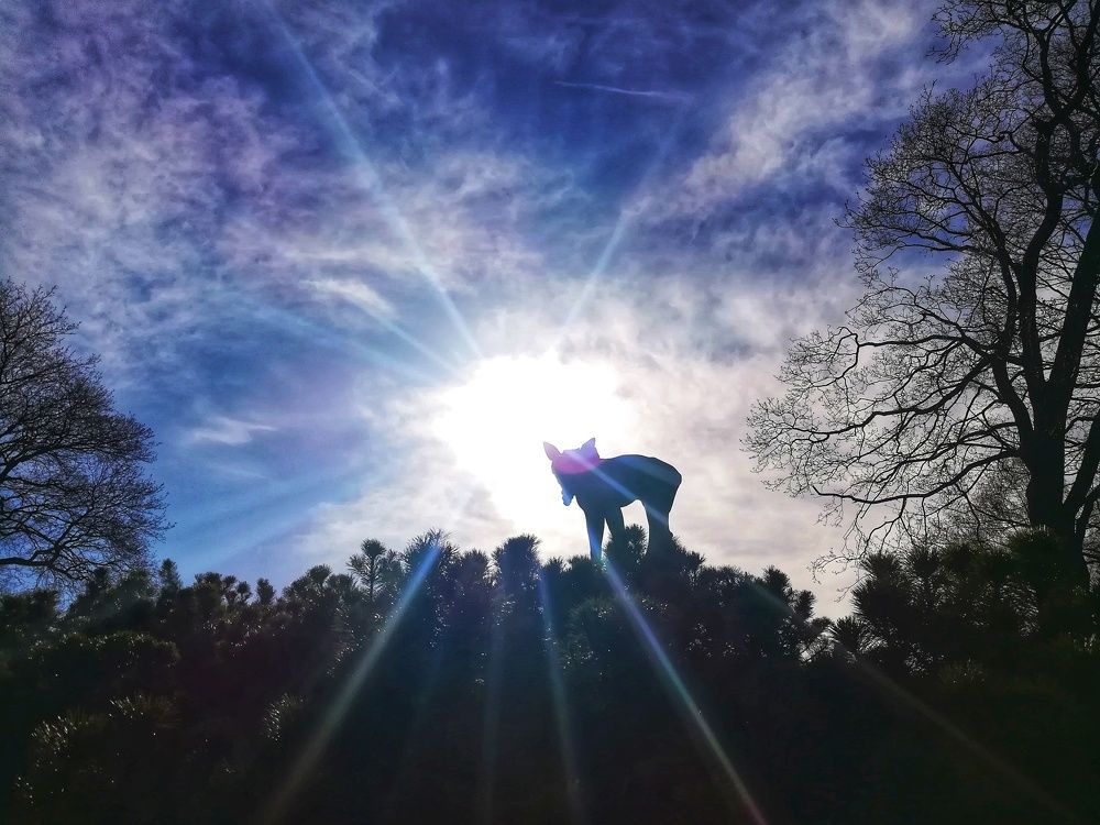 Лосиные тропы