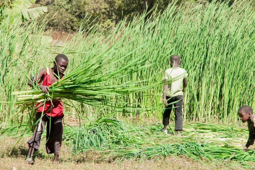 L'enfant source de revenus pour ces parents en Afrique