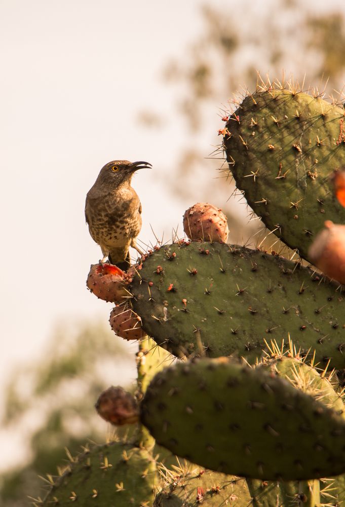 Atardecer en el Nopal