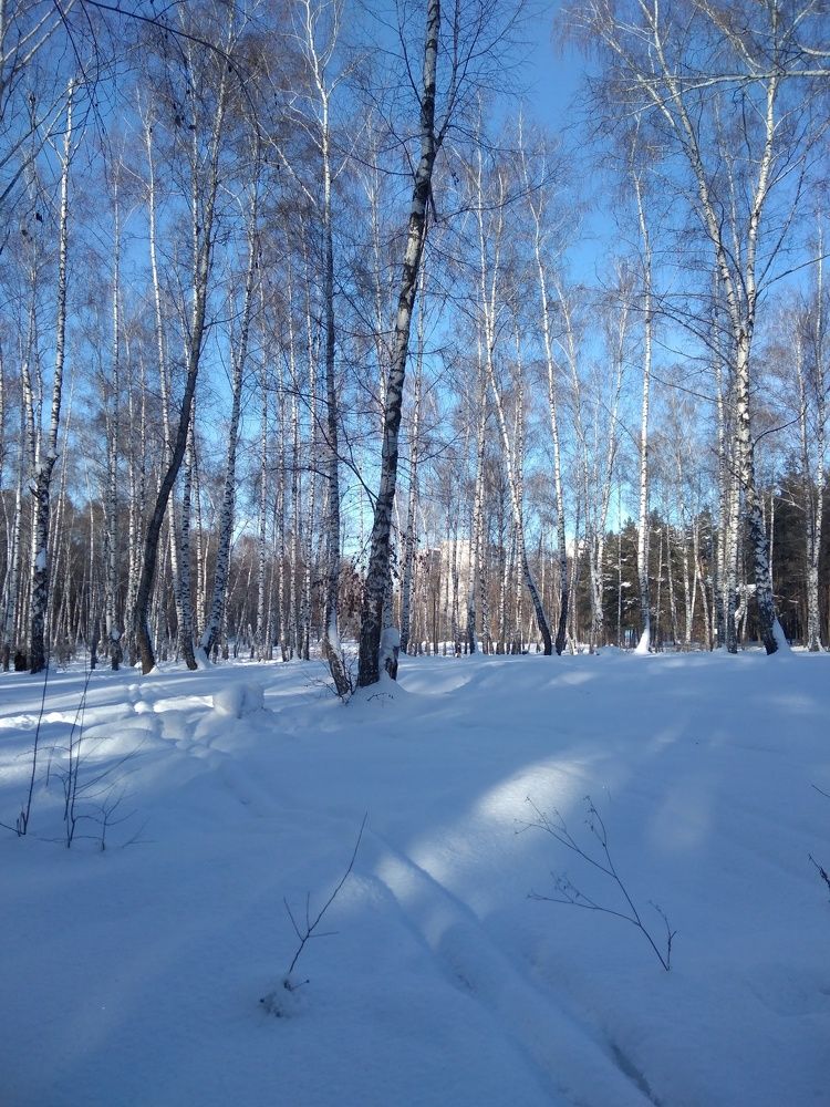 Лыжная погодка