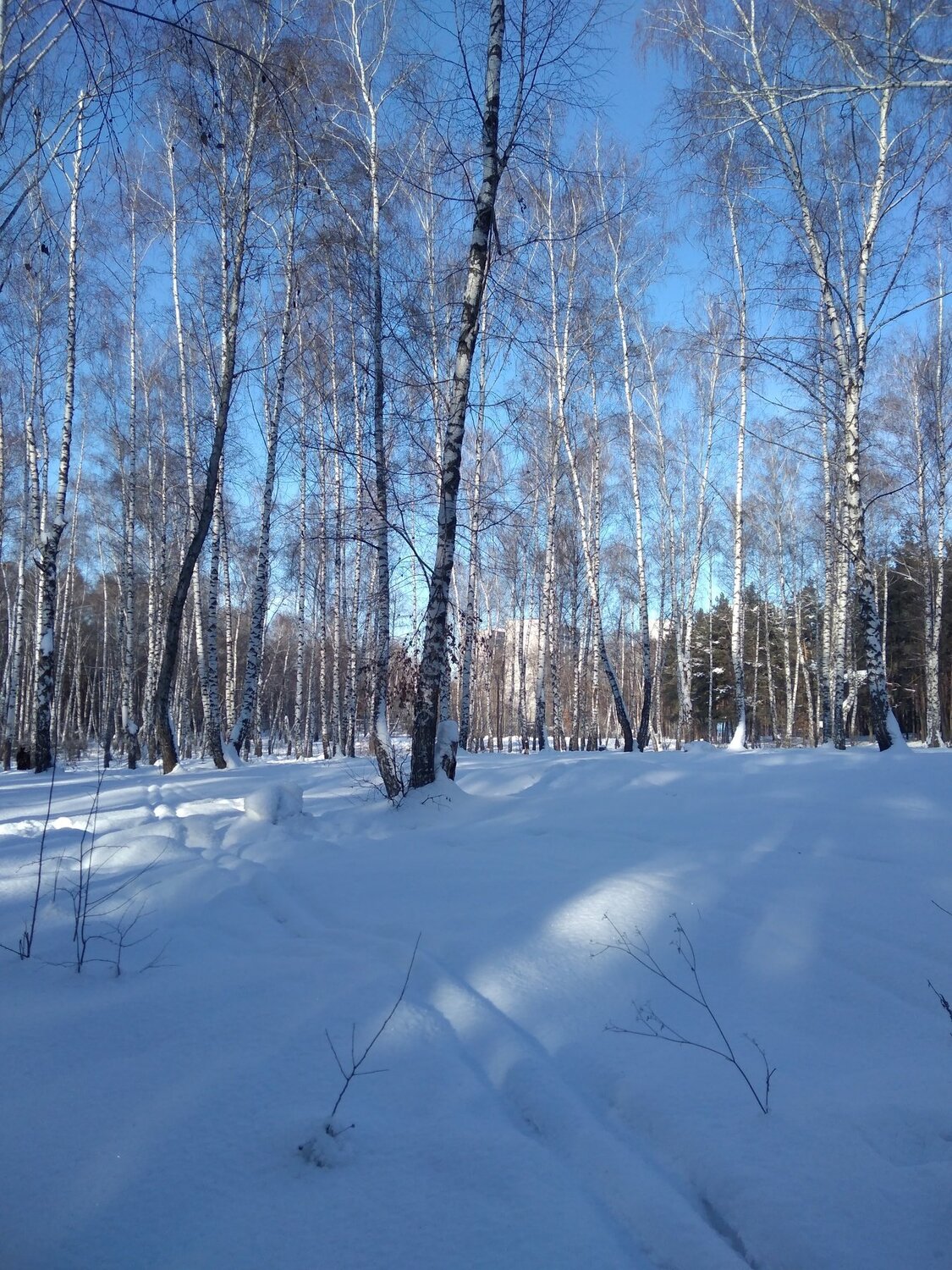 Лыжная погодка