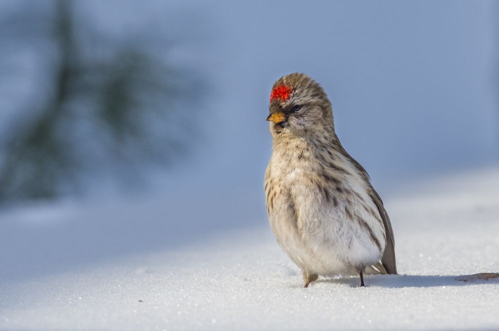 Маленький эпизод из жизни одной птички