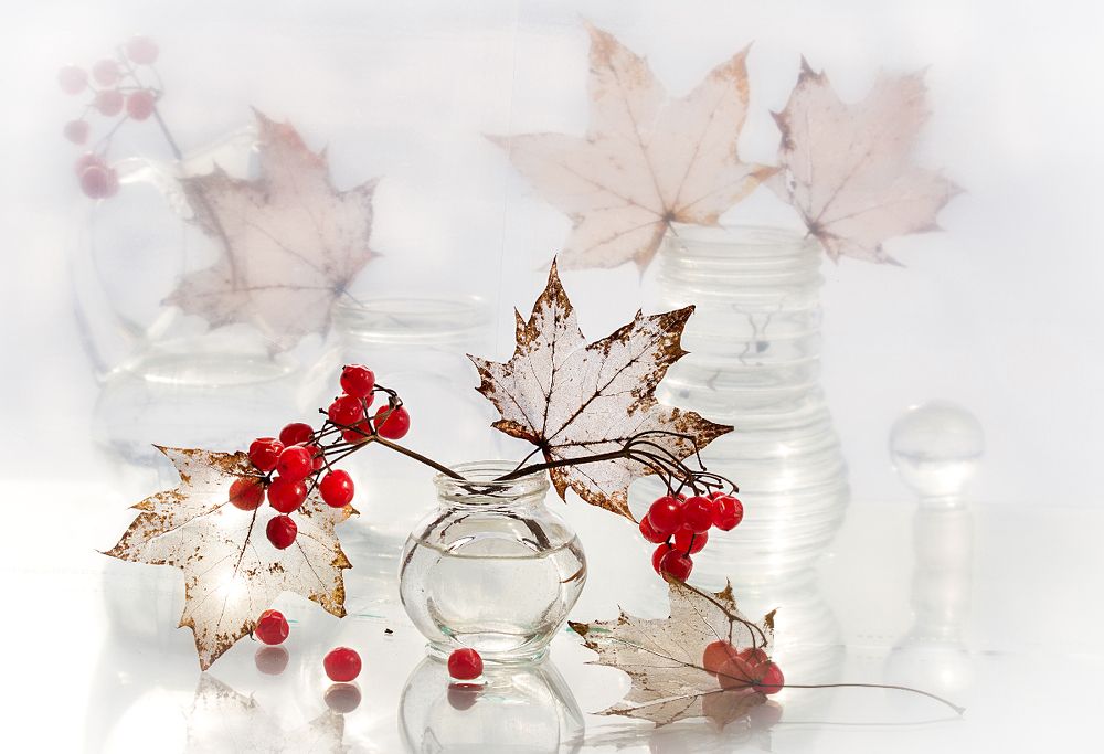 Веточка калины