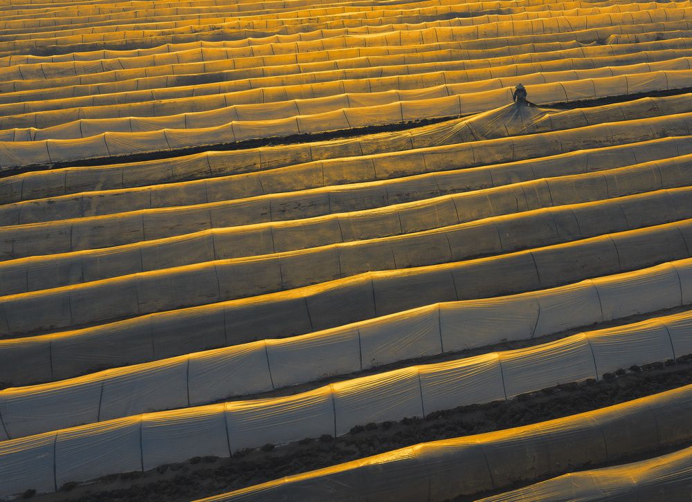 Agricultural Production