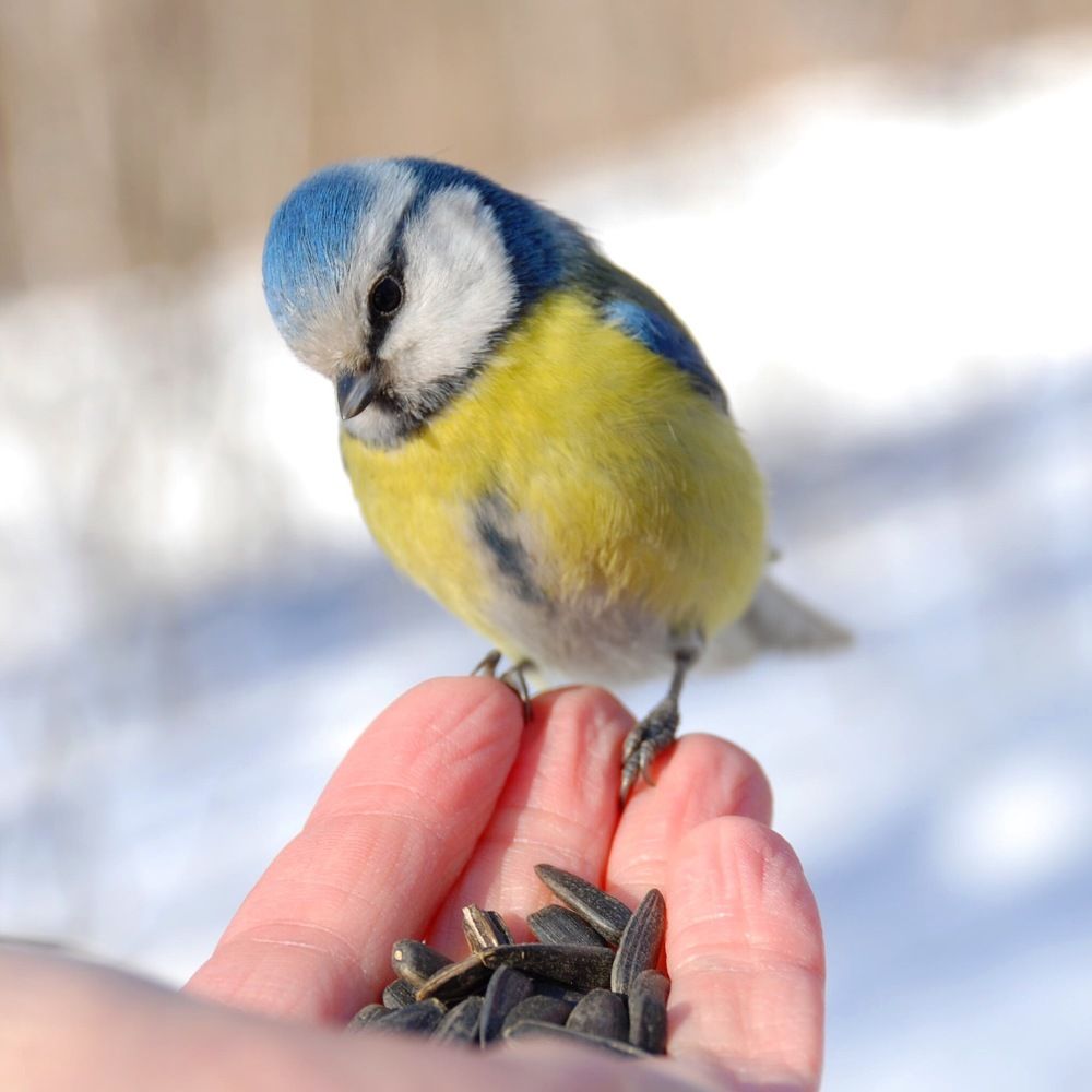 Полное доверие