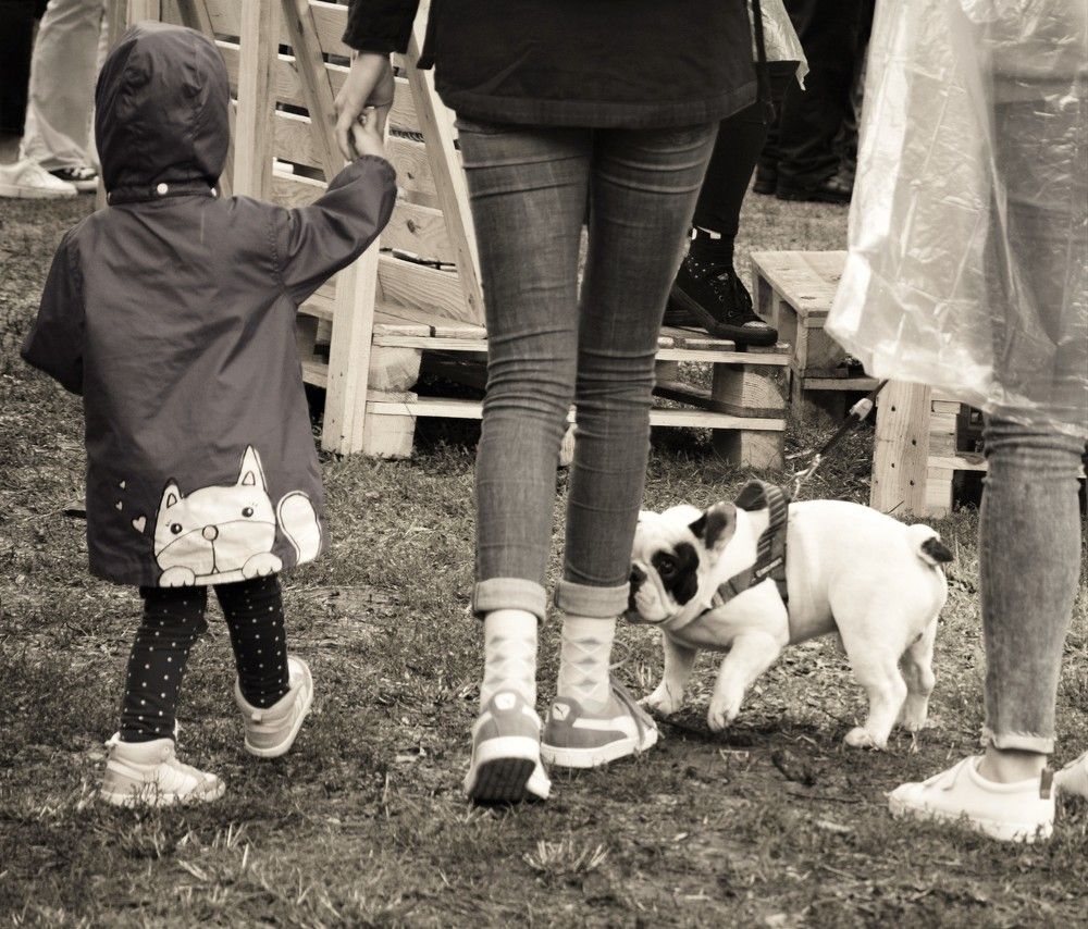 Из жизни собак и котов...From the life of dogs and cats ..