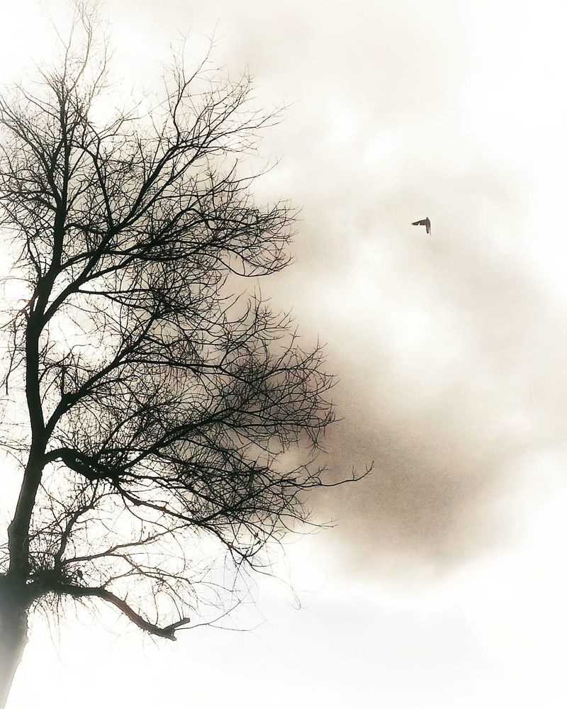 Photograph by zahra qazvini