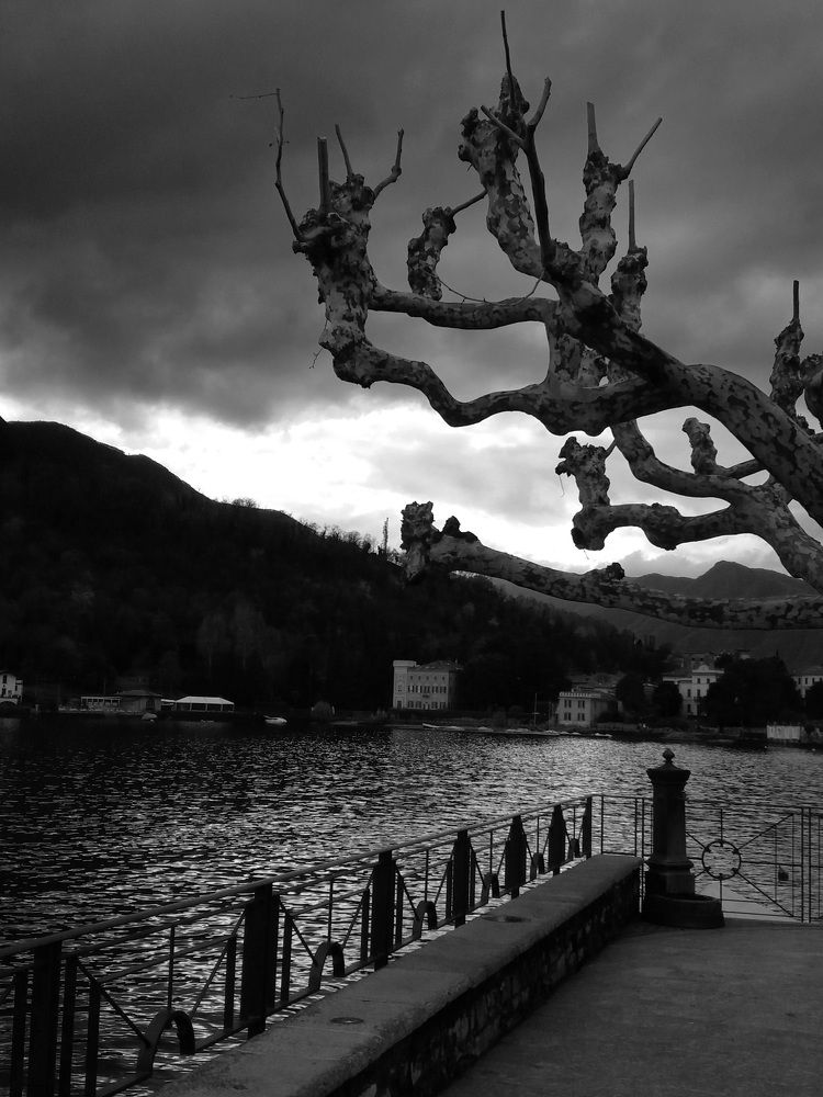 Живое дерево.