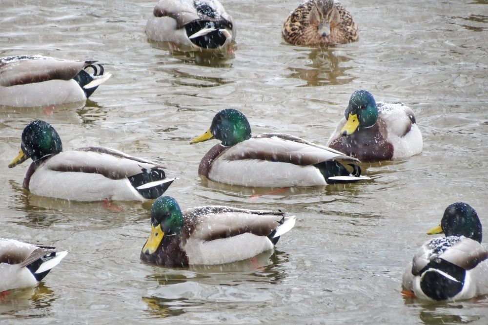 Зимний день