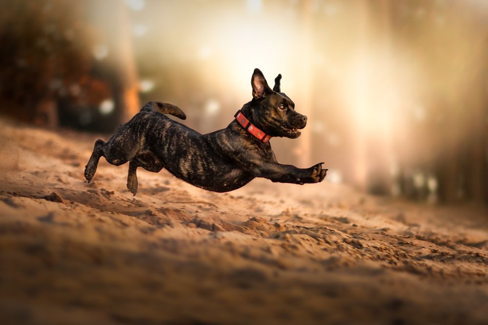 Speeding down the Sandbanks