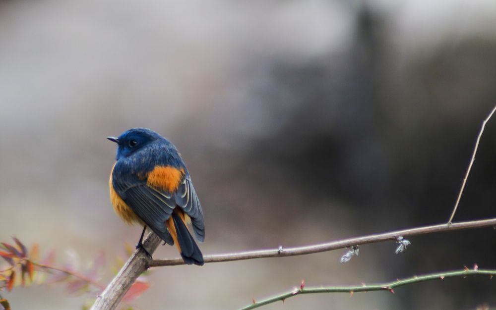 blue-fronted redstart