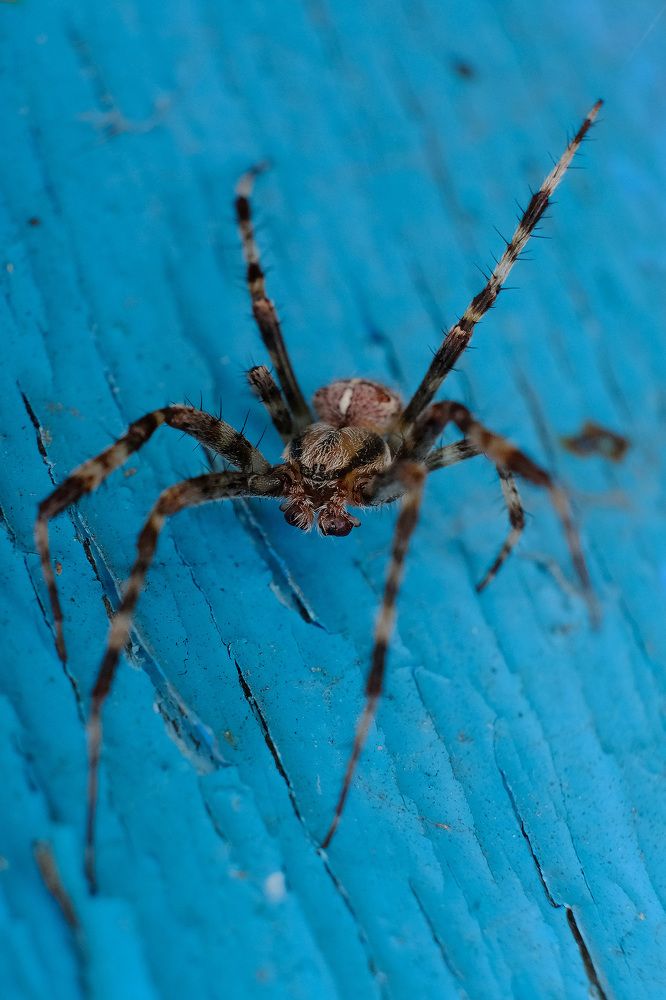 Длиннолапый