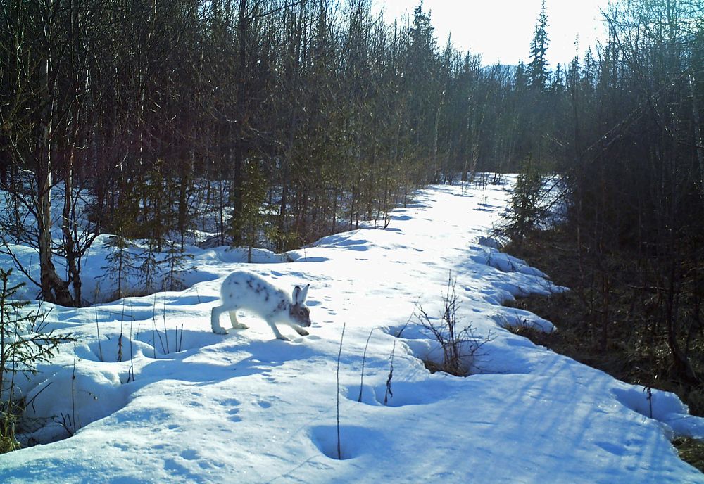 Мартовский заяц
