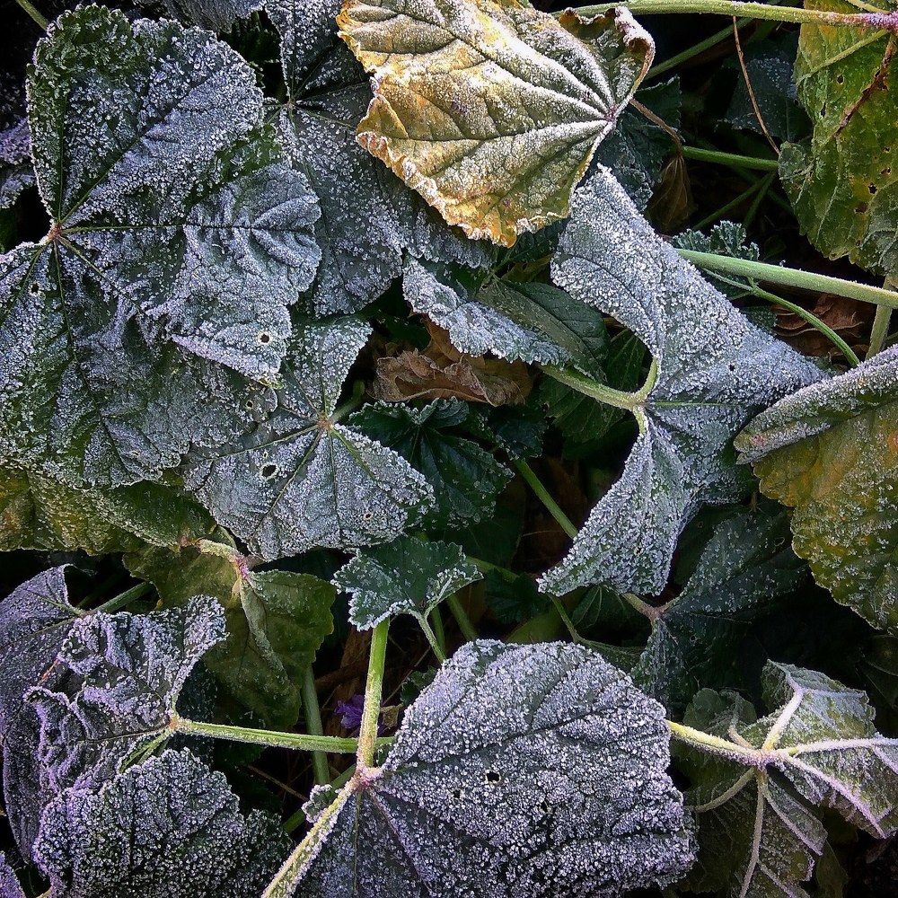 Photograph by Mahdi Mojaver