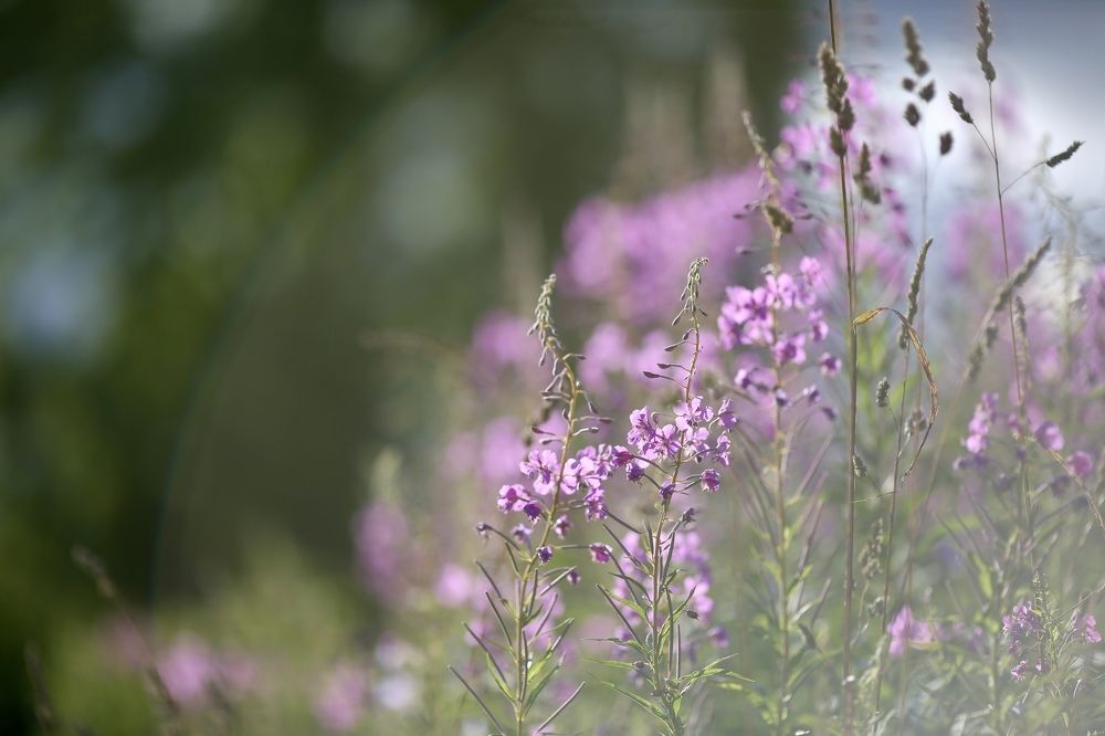 Иван-чай цветет