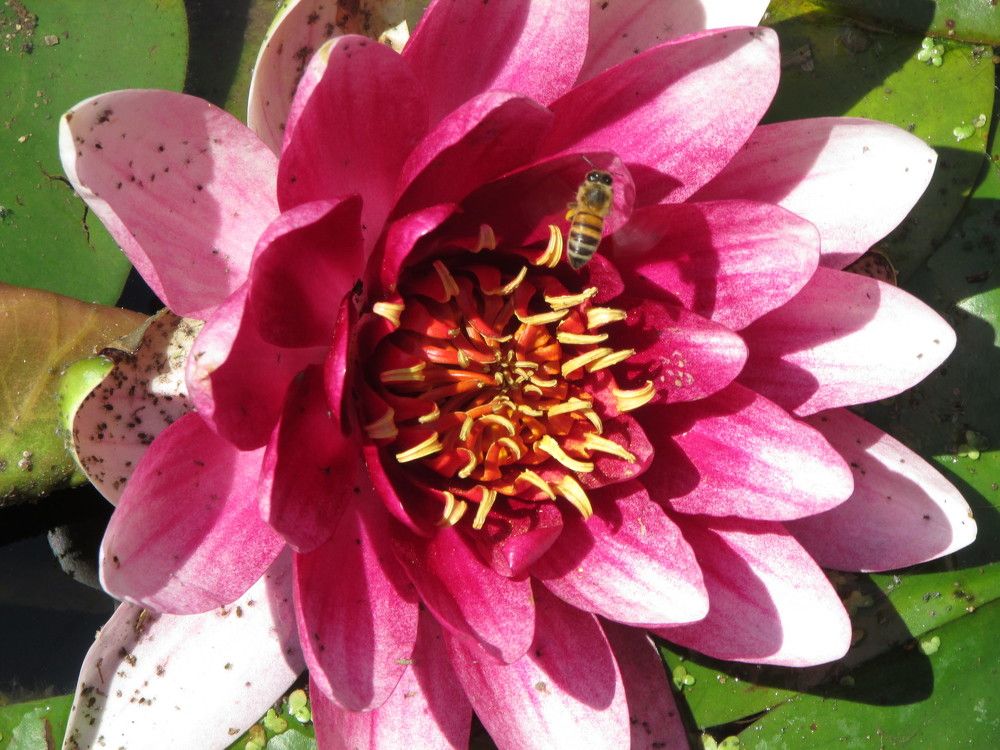 The beaver likes the water lily