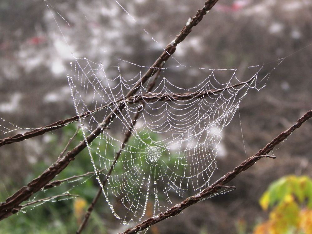 Spiderweb